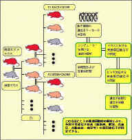 00 1mice.jpg (51854 ƒoƒCƒg)